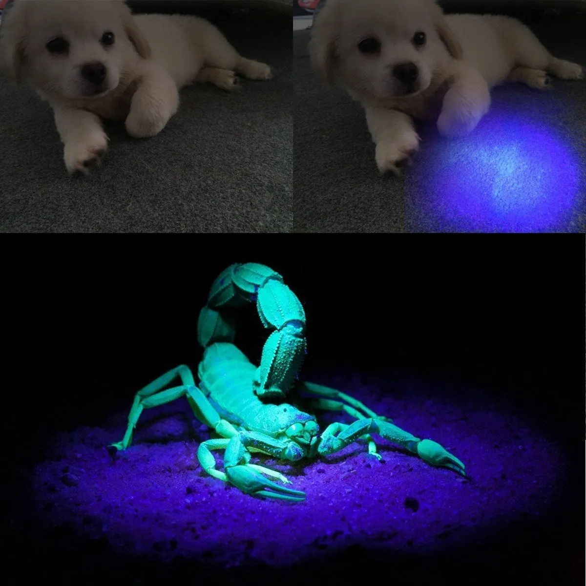 9 LED Ultraviolet UV Blacklight Flashlight