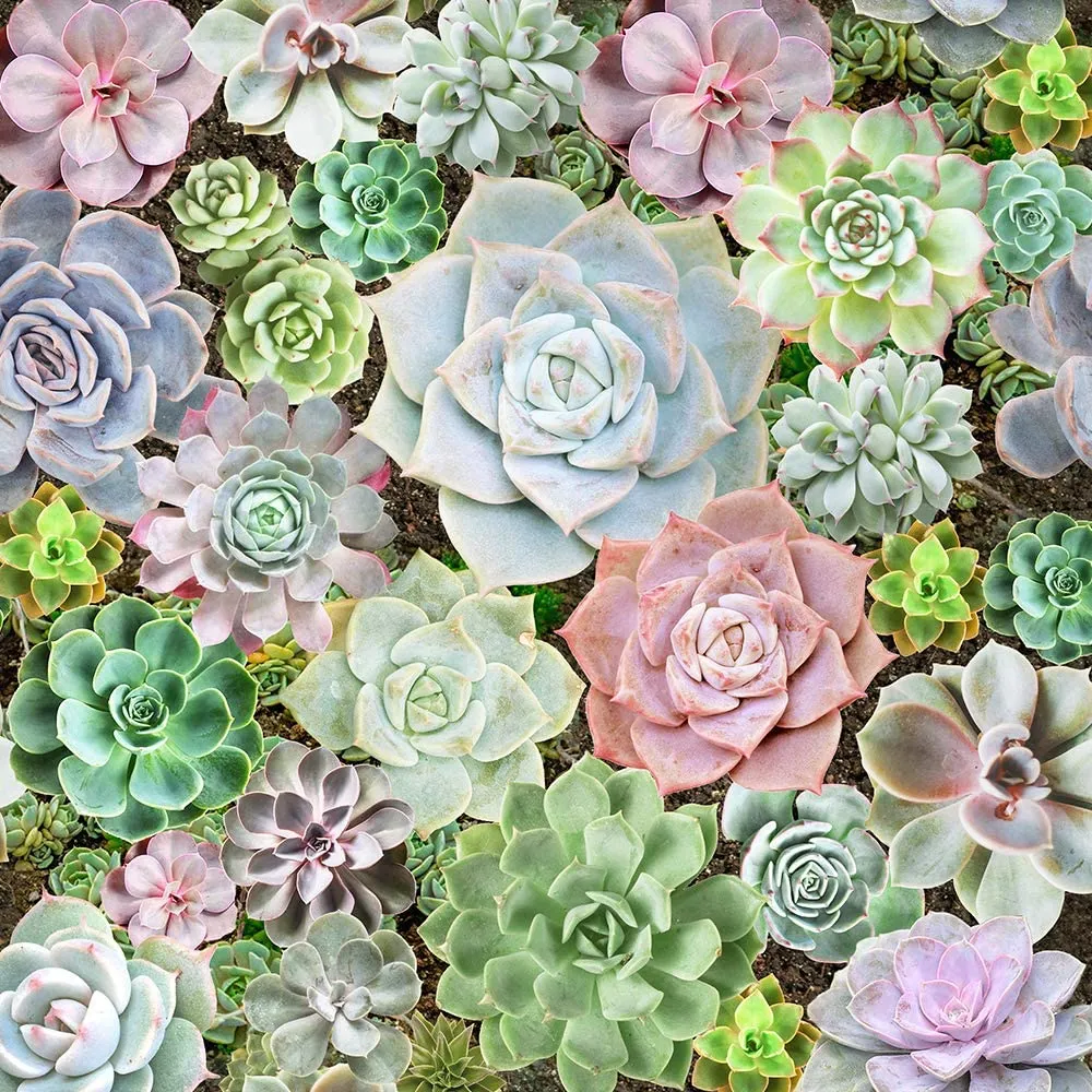 Succulent Floral Wallpaper Self Adhesive 17.7in x 9.8ft