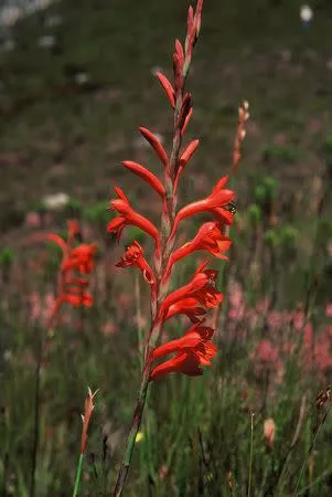 Watsonia schlechteri - Indigenous South African Bulb - 10 Seeds